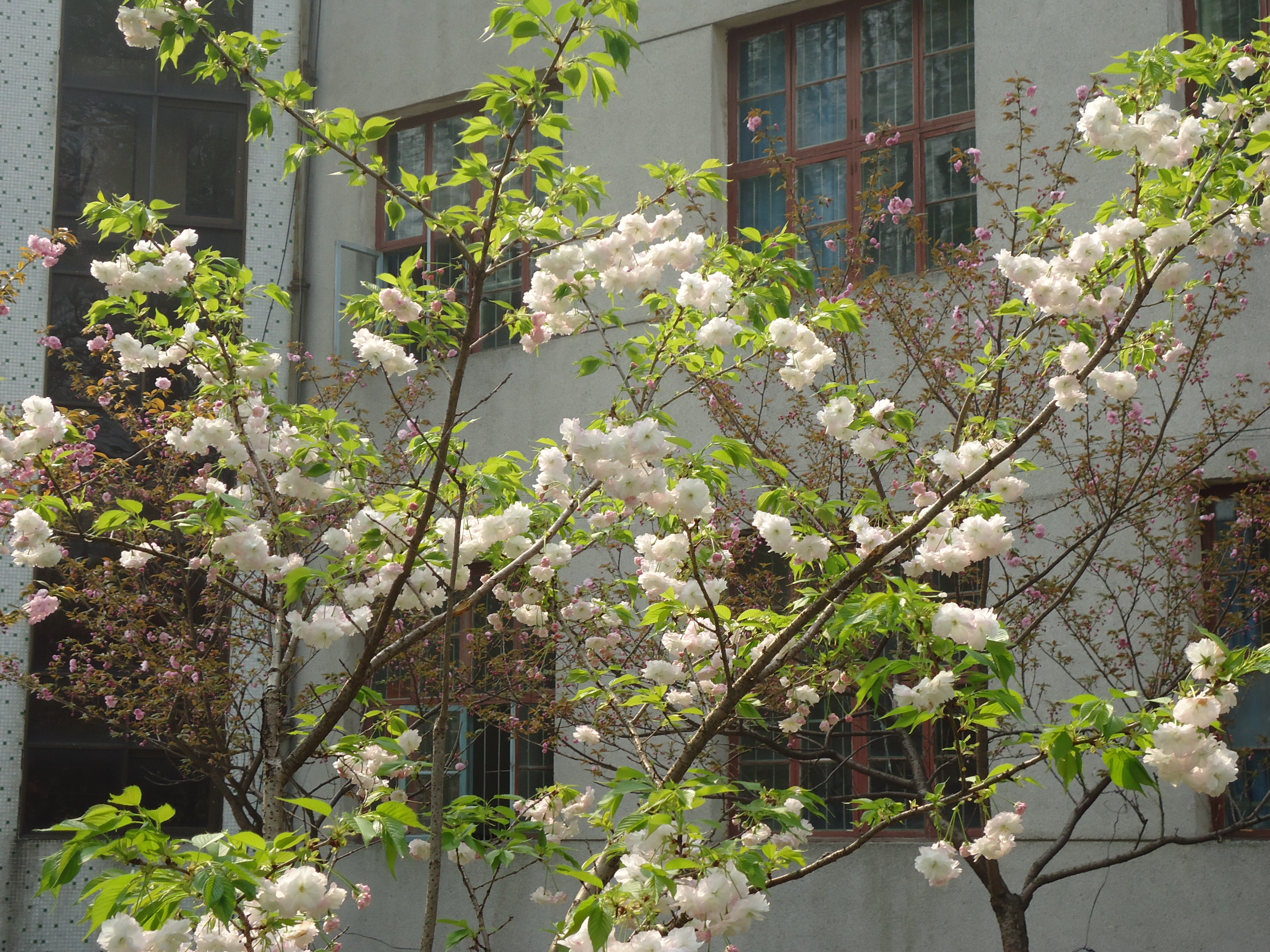 DSC00345.JPG